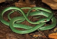 snakes-family-colubrid-02