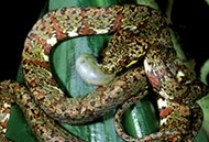 snakes-family-colubrid-03