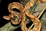 snakes-family-constrictor-02