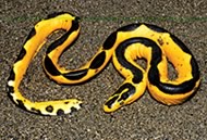 snakes-family-elapid-03