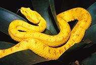 snakes-family-viper-02
